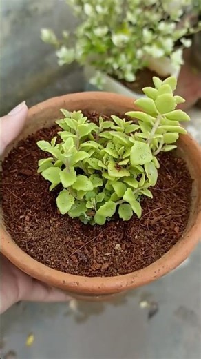 growing sedum plant (सेडम),stonecrop 🪴🌱☺️ #sedum #plants #growing #gardening #stonecrop #sepphire
