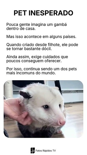 GAMBÁ COMO PET? 😱🐾 O ANIMAL MAIS INCOMUM QUE VOCÊ PODE TER EM CASA!