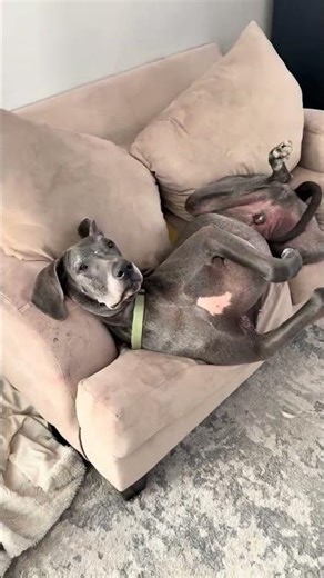 @denvergameryt: OMG WOW #dog #doglover