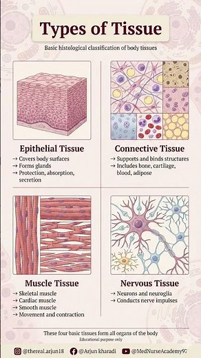 Types of Tissue Explained | Basic Histology | Anatomy for Medical & Nursing Students #bonehistology