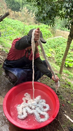Discover the Ancient Practice of Lifting Intestines for Food in Qingchang