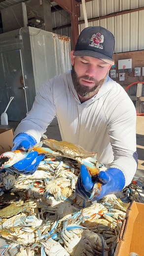 198K views · 3.5K reactions | Louisiana doesn’t have a crab season, but numbers do drop!! 呂 #crabs #crabber #crabbing #bluecrabs #seafood #thecrabman | Da Crab Guy | Facebook