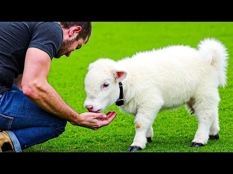 20 Cutest Mini Cow Breeds You Can Actually Own As Pets