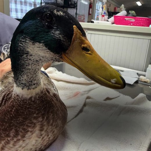 This is Hudson, a male Appleyard duck who came to the rescue as an owner surrender, along with 3 other ducks and a guinea. Hudson has a colorful plumage with green, white, fawn, and brown throughout his body. He is also a very spirited and talkative duck who would make a great addition to a flock! If you think Hudson could be the duck for you, please contact us at adopt@cwrescue.org for more information. | Carolina Waterfowl Rescue