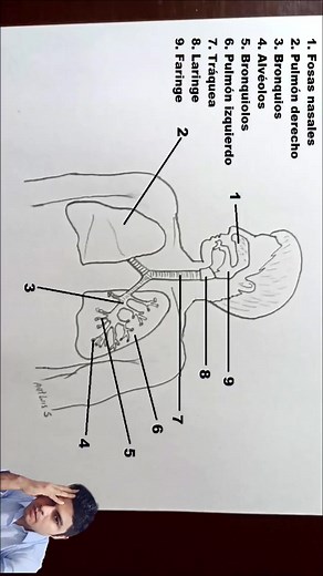 Cómo dibujar el sistema respiratorio #anatomy #sistemarespiratorio #drawing #tutorial #drawings #howtodraw