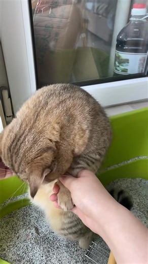 This cat has the weirdest poop pose ever — standing up and asking the owner for support like a gym workout 😂 But what happens when nobody’s home?? #catlife #funnypets #whatdidisignupfor | Shanghai Daily 上海日报