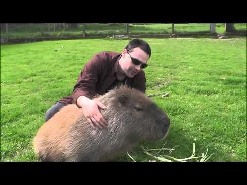 Making Friends with a Capybara