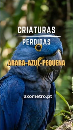 Little Blue Macaw: The Bird That May Have Disappeared Silently