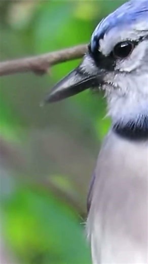 Blue jay sound #bird #beautiful #cool #fyp