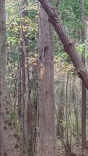 two squirrels chasing each other #fypage #hunting