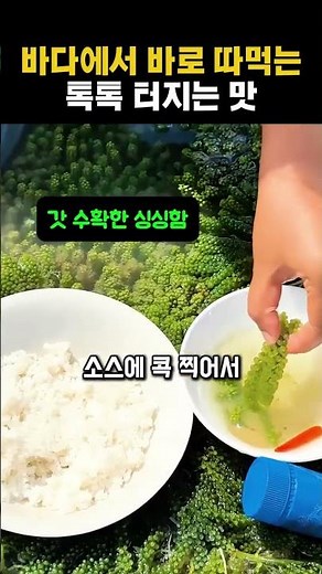 바다에서 바로 따서 먹는 톡톡 터지는 바다포도