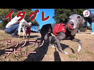 [イタグレ]６ヶ月のパピーがドッグランデビュー！ イタリアングレーハウンド イタグレパピー