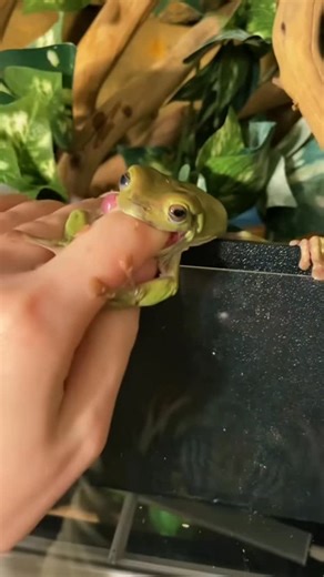 Jessica on Instagram: "Kiwi the frog throwback 🐸 I miss these days!! The frogs are still crazy, but things haven’t been the same since the loss of Durian & the move to Michigan 😭 #frog #frogs #pets #animals"