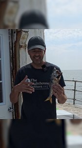 How do fish get UP ON the lighthouse?? | Project Lighthouse