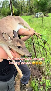 Rescuing a Deer Stuck in a Fence