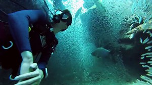 GoPro: 1 Million Fish