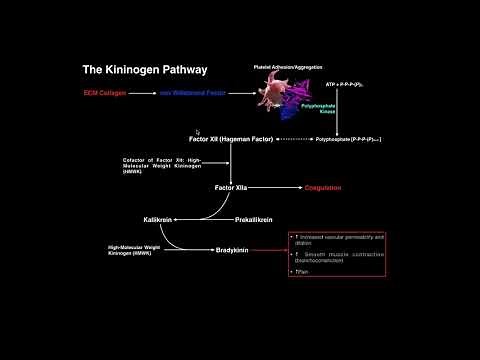 Coagulation | The Kininogen Pathway & Bradykinin