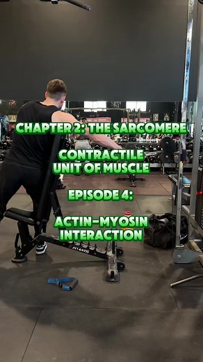 Understanding Muscle Contraction: Actin and Myosin Interaction