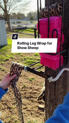 Rolling Leg Wraps for Show Sheep Preparation