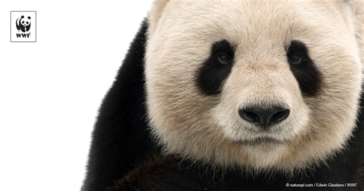 Giant news for giant pandas !