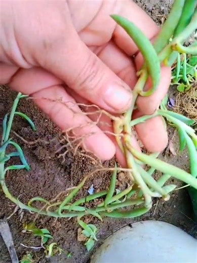 How to Grow String of Banana: Best Tips for Winter