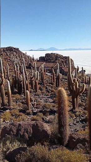 Isla Incahuasi with giant cactus, Bolivia
