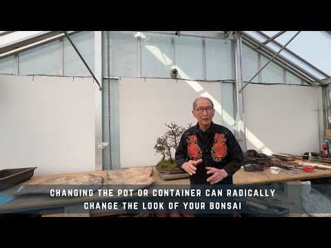 Changing The Pot or Container Can Radically Change the Look of Your Bonsai