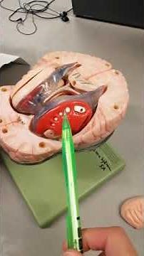 Anatomi- centrala nervsystemet. Hjärnans cortex och vita substans. Basala ganglier