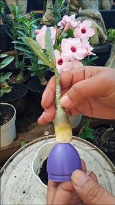 Adenium Root Program Process