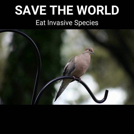 Help Save Doves By Eating Doves | Mourning dove