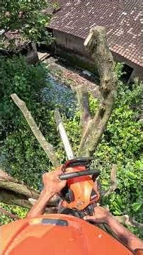 Fast tree cutting skills. #cutting #cuttingskills