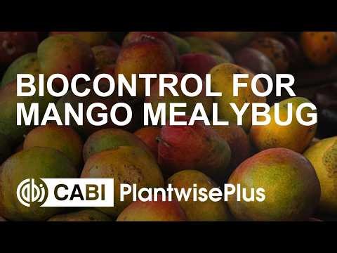 Radio spot: biocontrol for mango mealybug