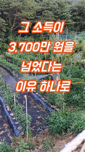 농지 양도세 2억 원 비과세, 딱 '이것' 하나 때문에 다 날렸습니다