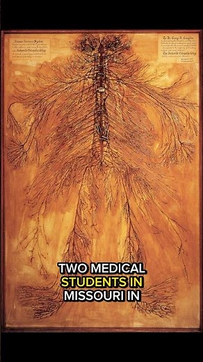 What The Human Nervous System Looks Like