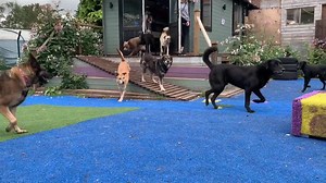 A bit of slo-mo doggo joy for you all this morning 😃 The dogs are so happy here, free from kennel stress, well exercised, lots of play activities. This is our alternative vision of dog rescue where dogs from overseas and UK poundies live happily together while they wait for their forever homes. Please give us a SHARE and spread the word so we can find more supporters and raise funds for that elusive second site that will enable us to save hundreds more dogs. Thank you 🙏 | Dogs 4 Rescue