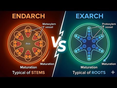 DIFFERENCE BETWEEN ENDARCH AND EXARCH