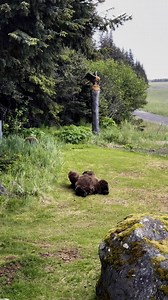 Biiiiiig stretch. This female bear rolling around on the front yard and stretching after her nap was pretty relatable 🤣 #Alaska #homesteader #OffGridLife #alaskalife | Brooke Bartleson Wildlife
