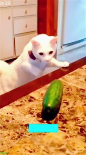 Baby Kitten runs in circles - Cat Drama 🤣 Endless Fun!