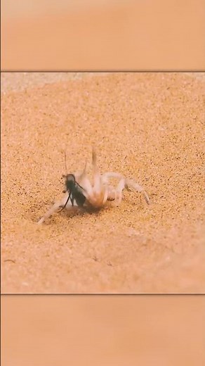 Spider Escapes Wasp — Only to Be Eaten by a Lizard!