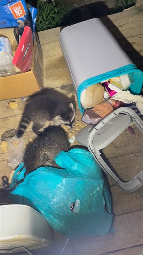 Helping them selves to my trash 🤦🏻‍♀️ | Emily F Thompson