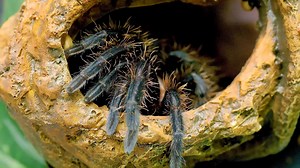 How Tarantulas Grow | A Perfect Spider House One morning Sue found a spider in her bathroom. Unlike some other people, she thinks the spider is adorable and she wants to make him comfortable. While she's ordering a new terrarium for the spider, slime Sam is watching over their new guest. And Sam discovers something amazing. The spider is shedding, he's growing this way! After this process, the spider needs to rest. And he's ready to move into his new home once it's assembled! This DIY spider ter