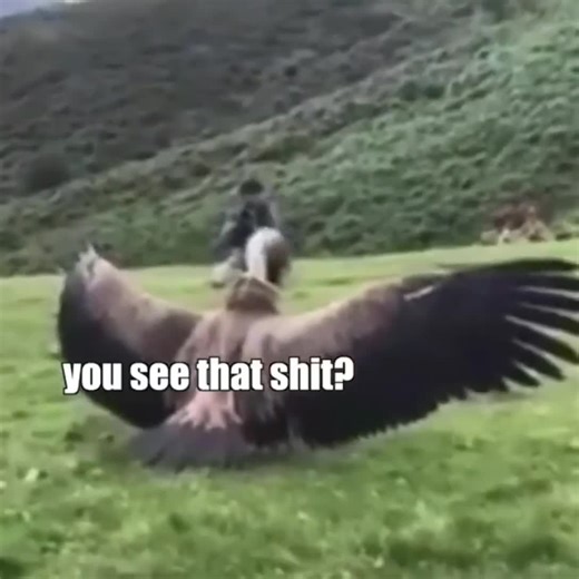 129K views · 1.6K reactions | Hilarious animal voiceovers  (KLR Productions) | A D D I C T I O N | Facebook