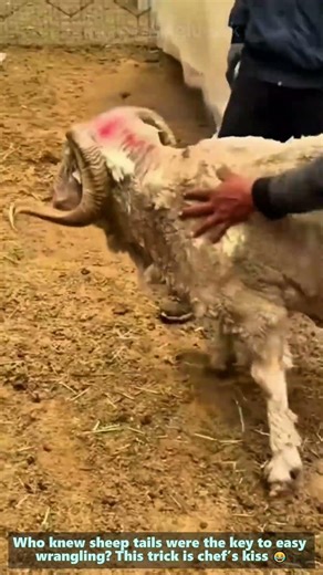 Genius Sheep Wrangling Trick Farmers Swear By