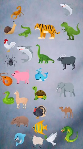 Discover Animated Animals: Turtle, Tiger, and More