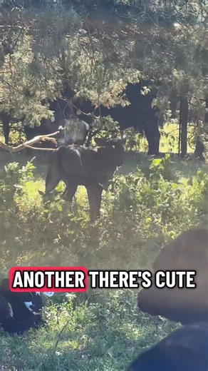 Forgot to post this the other day but thought yall still might want to see cute baby calves 😂 | Becca Miller