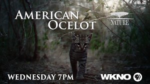 Dive deep into South Texas to meet one of America’s most endangered cats: the ocelot. With about 120 known ocelots remaining, the future of the U.S. ocelot population relies on ranchers, scientists and government agencies working together. Watch Nature's American Ocelot tonight at 7:00 on #WKNOChannel10, stream anytime with WKNO Passport: https://www.pbs.org/video/american-ocelot-bwxg2q/ | WKNO