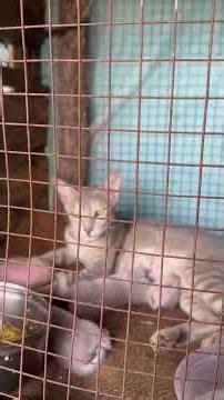 The Sweetest Village Cat with Her Newborn Kittens | Nepal Village Life🐈
