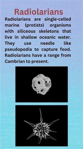 Radiolarian #geology