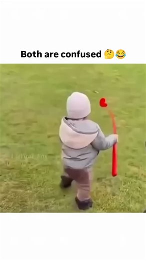 hery on Instagram: "Instagram captures a toddler attempting to play fetch with a black Labrador using a spring-loaded ball toy; the ball unexpectedly rebounds toward the child, leaving both the dog and toddler visibly puzzled as they search the grass together. This humorous interaction highlights the innocence of early childhood exploration and canine curiosity, evoking laughter through their synchronized confusion without any verbal cues. Posted b , a curator of viral internet moments, the clip