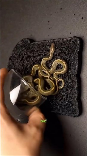 Doctors Don’t Want You to Know This Kitchen Secret for Burns! 🔥